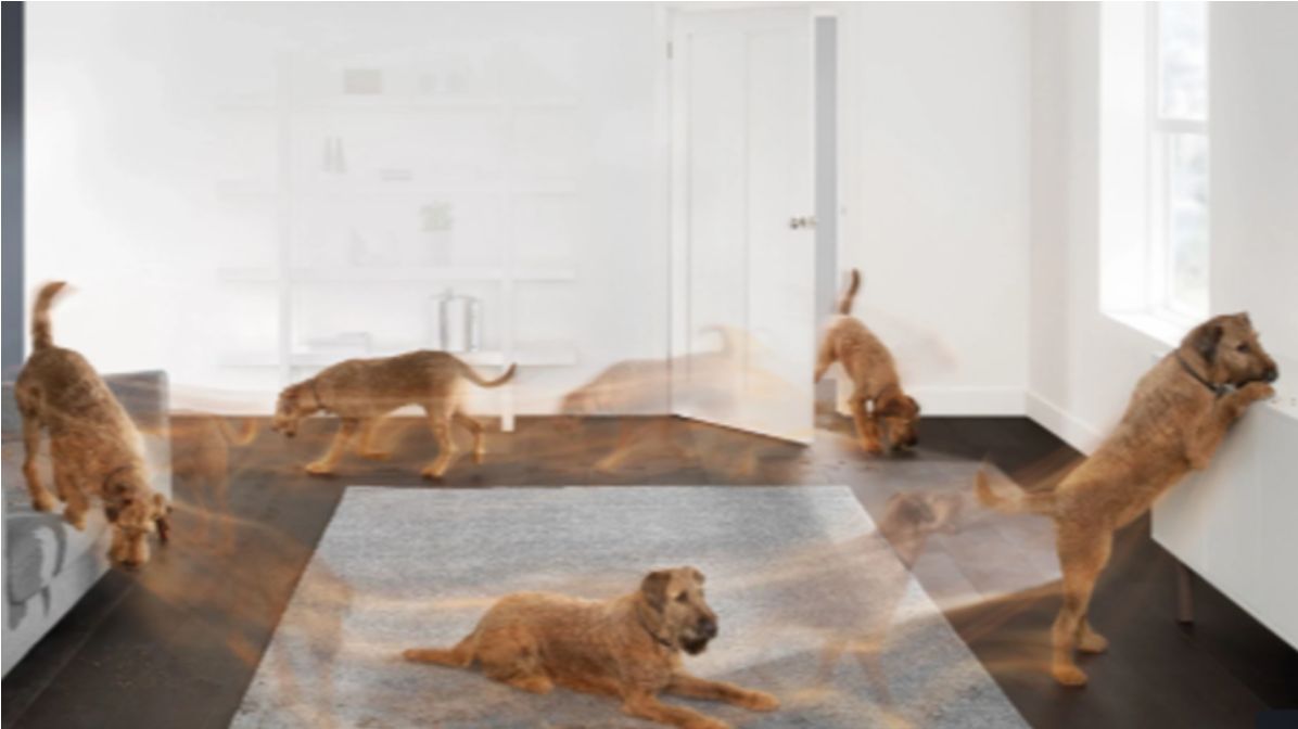 Aspirateurs contre les poils de chats et de chien